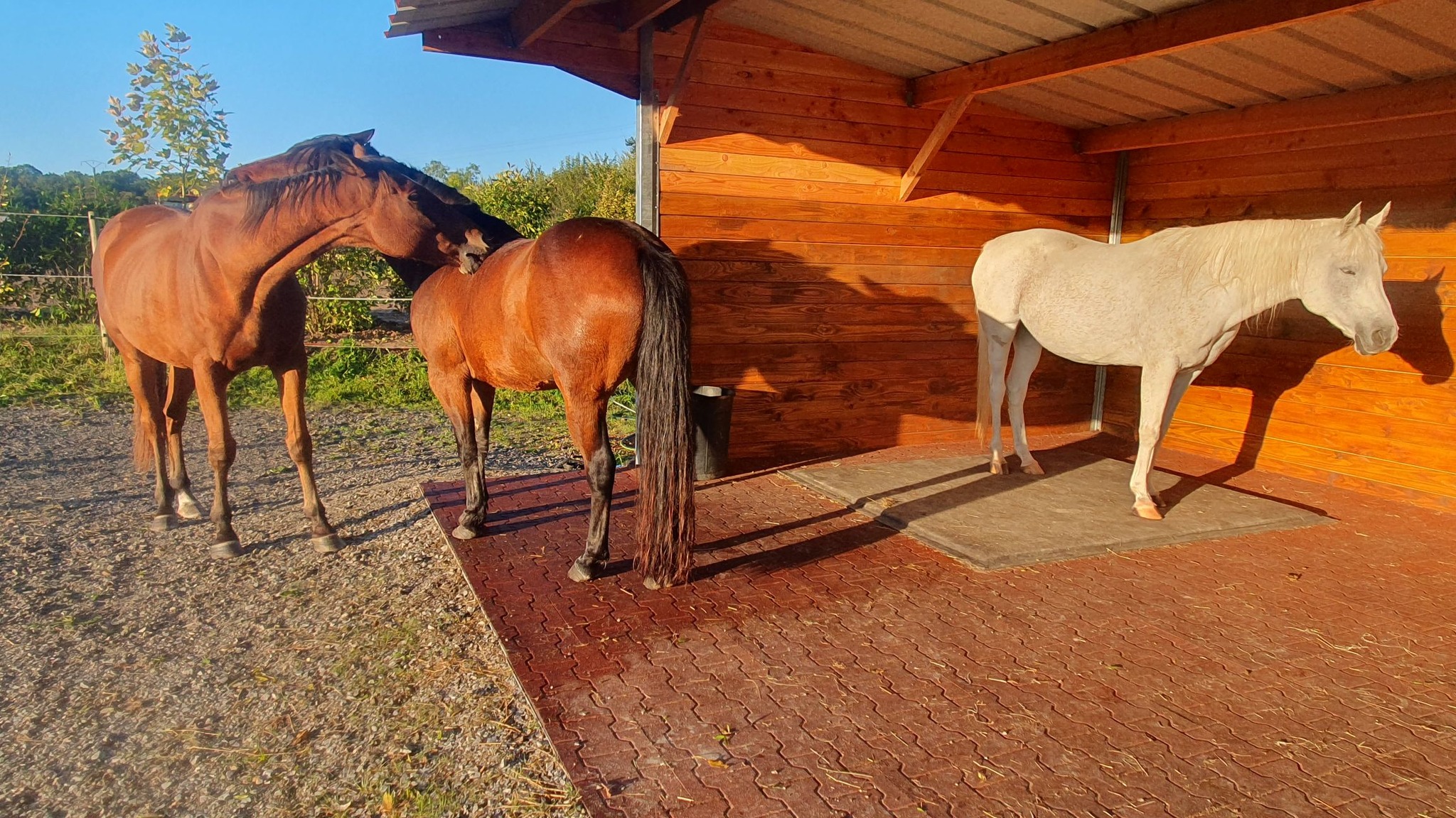 Dalles équestres pour sols stables, sûrs et durables