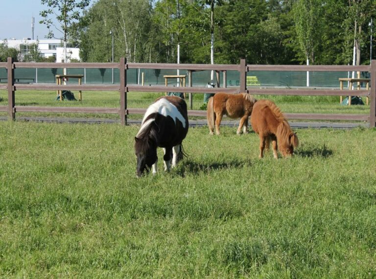 Clôture d’enclos LCI Cheval installée pour enclos extérieur
