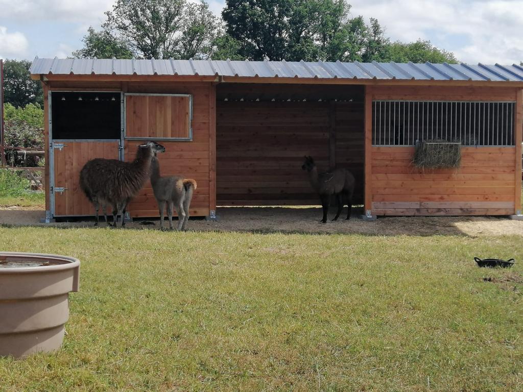 Abri sur-mesure pour animaux en bois Douglas LCI Cheval