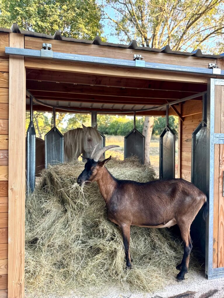 Abri pour chevaux avec râtelier central circulaire